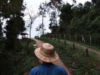 Elephant trunk hugging and sex right after