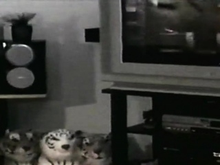 Seduced Black str8 dude assdrilled by homosexual in furry asshole