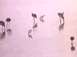 Sizzling newbie hardcore fucking HD video