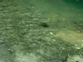 Black and white homosexual oral intercourse open air