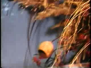 Cumshot on big boobs for slut tit fucking in hd