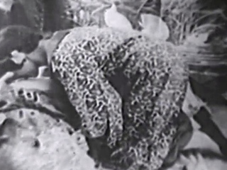 Hardcore Vintage MILF Sex